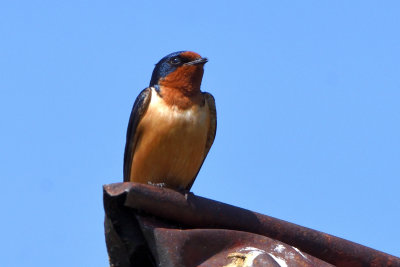 Hirondelle rustique