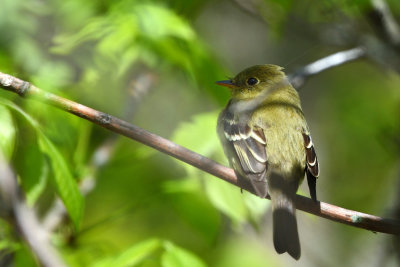 Moucherolle  ventre jaune