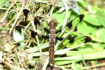 Libellule lydienne