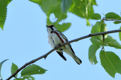Paruline  flanc marron