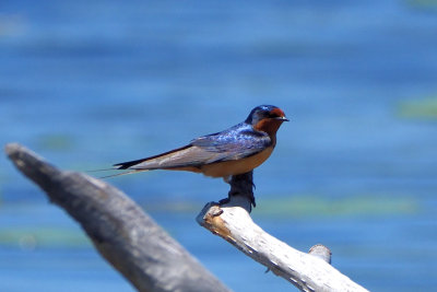 Hirondelle rustique