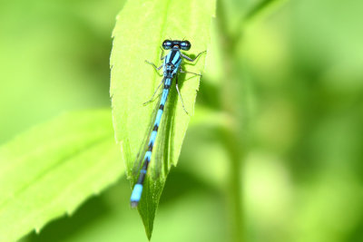 Agrion vertical
