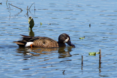 Sarcelle  ailes bleues