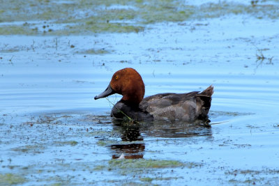 Fuligule  tte rouge