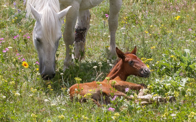 Mother and foal in Glacier National Park