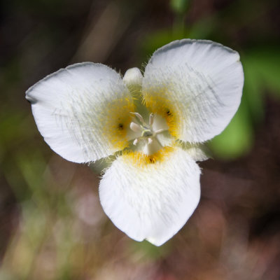 Flower in Glacier National Park