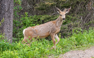 Deer in Glacier National Park