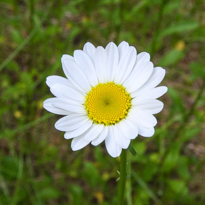 Flower in Glacier National Park
