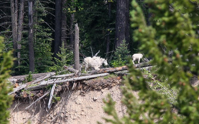 Mountain Goats at the Goat Lick Overlook on the south side of Glacier National Park