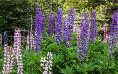 Flowers in Glacier National Park