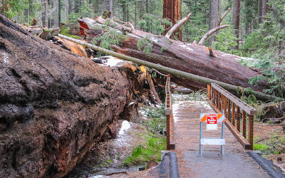 Giant Sequoia NM – California (2018 & 2019)