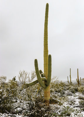 A large Saguaro stands tall in the desert in Saguaro National Park