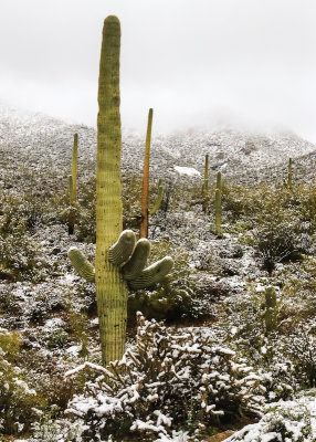 Snow covered desert and Tucson Mountain range in Saguaro National Park
