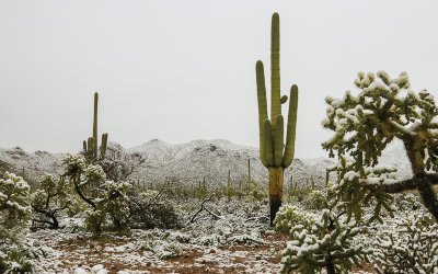 2019 Saguaro National Park Snow - Arizona
