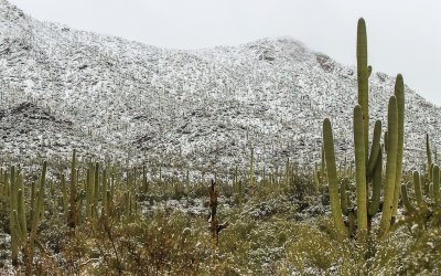View of the snow covered Tucson Mountains from the Red Hills Visitor Center in Saguaro National Park