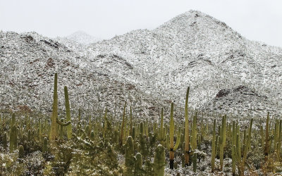 The snow covered Tucson Mountains as seen from the Red Hills Visitor Center in Saguaro National Park