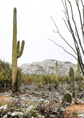 Snow dusted desert in Saguaro National Park