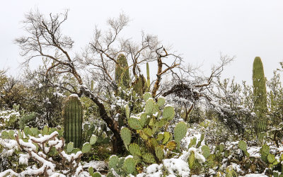 Young Saguaro and Prickly Pear cacti covered in snow in Saguaro National Park