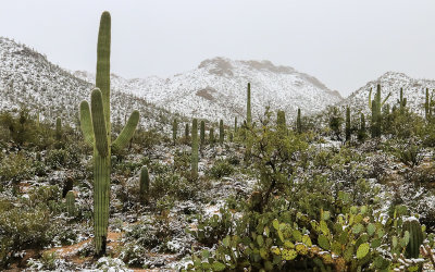 Saguaro cacti at the base of the snow covered Tucson Mountains in Saguaro National Park