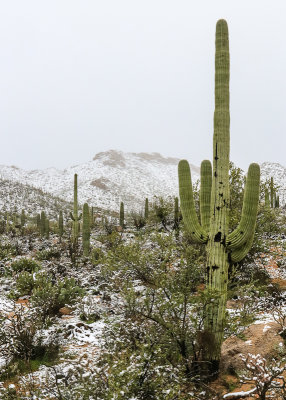 Snow blankets the desert in Saguaro National Park