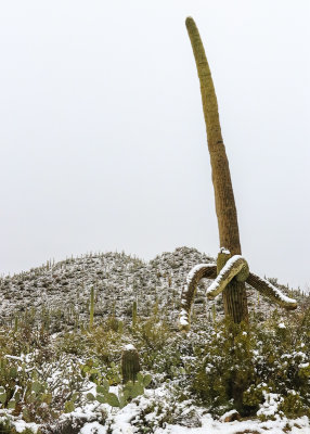 Arms of a large Saguaro covered by snow in Saguaro National Park