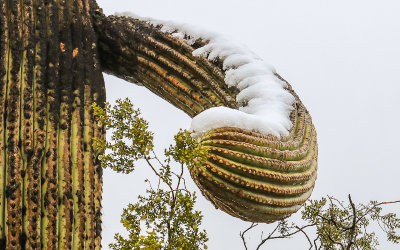 Snow covers the arm of a giant Saguaro in Saguaro National Park