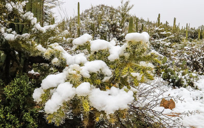 Chain-Fruit Cholla cactus covered snow in Saguaro National Park