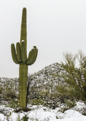 Snow tipped giant Saguaro in Saguaro National Park