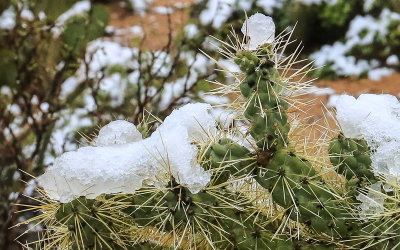 Close-up of a snow covered Chain-Fruit Cholla cactus in Saguaro National Park