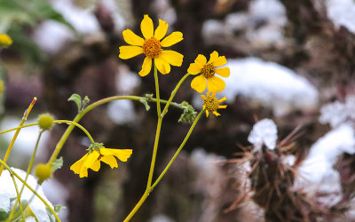 Desert flower in the snow in Saguaro National Park
