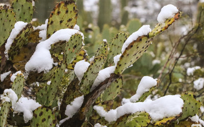 A Prickly Pear cactus covered in snow in Saguaro National Park