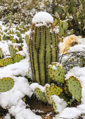 Young Saguaro covered in snow and surrounded by Prickly Pear cacti in Saguaro National Park