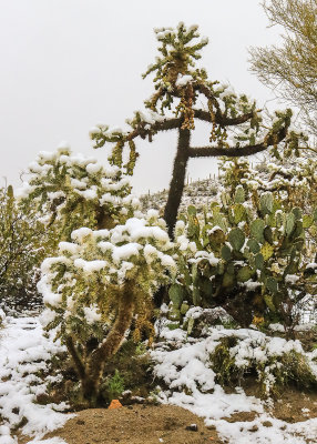 Snow covered Chain-Fruit Cholla cactus in Saguaro National Park