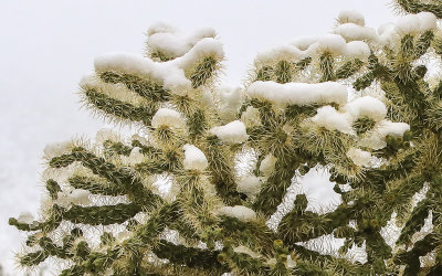 Close-up of a snow covered Chain-Fruit Cholla cactus in Saguaro National Park