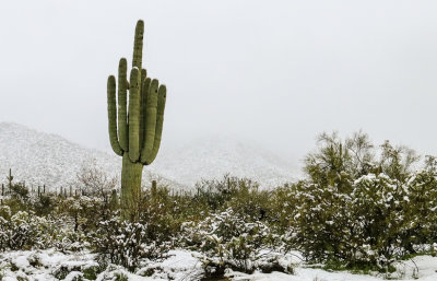 A giant Saguaro stands tall over the snow covered desert in Saguaro National Park