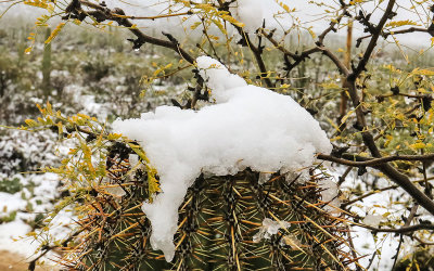 Snow on top of a young Saguaro in Saguaro National Park