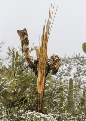 Skeleton of a giant Saguaro stands in the snow in Saguaro National Park