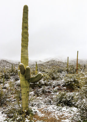 Saguaro cacti in the snow in Saguaro National Park