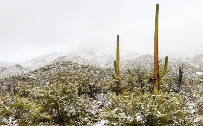 The Tucson Mountains shrouded in snow in Saguaro National Park