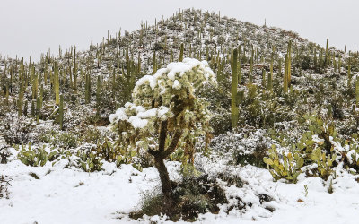 A Teddy Bear Cholla cactus in the snow covered Saguaro forest in Saguaro National Park