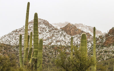 Snow covered peaks as seen along the Bajada Loop Drive in Saguaro National Park