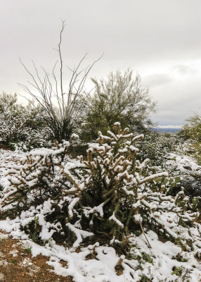 An Ocotillo cactus stands above a snow covered Chain-Fruit Cholla cactus in Saguaro National Park