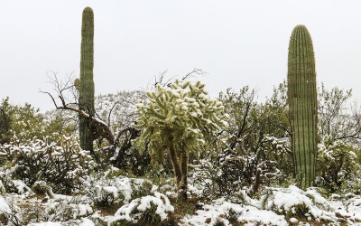 Snow covered Teddy Bear Cholla stands between two Saguaro cacti in Saguaro National Park