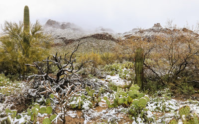 View of the snow covered desert and mountains in Tucson Mountain Park