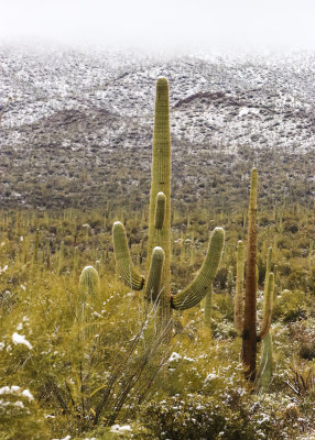 Saguaro cacti in the snow in Tucson Mountain Park