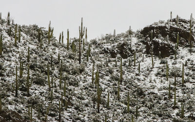 Snow covered Saguaro cacti dot a mountain ridge in Tucson Mountain Park