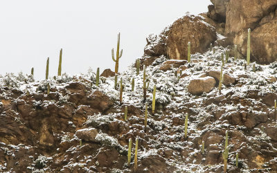 Saguaro cacti in the snow on a mountain ridge in Tucson Mountain Park