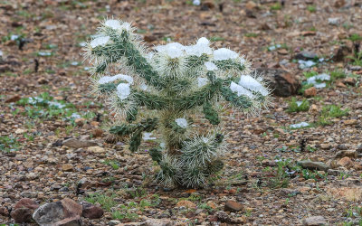 A young Chain-Fruit Cholla cactus with an icy topping in Tucson Mountain Park