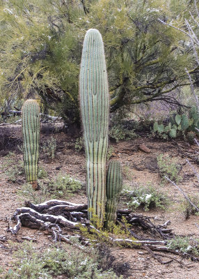 Young Saguaro cacti surrounded by a dusting of snow in Tucson Mountain Park