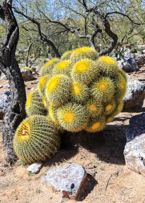 Golden Barrel Cactus at ASARCO Copper Mine